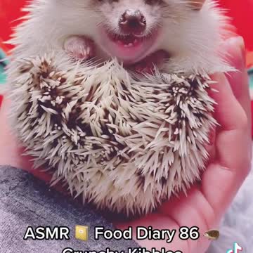asmr Hedgehog