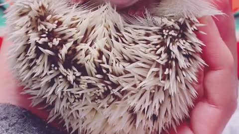 asmr Hedgehog