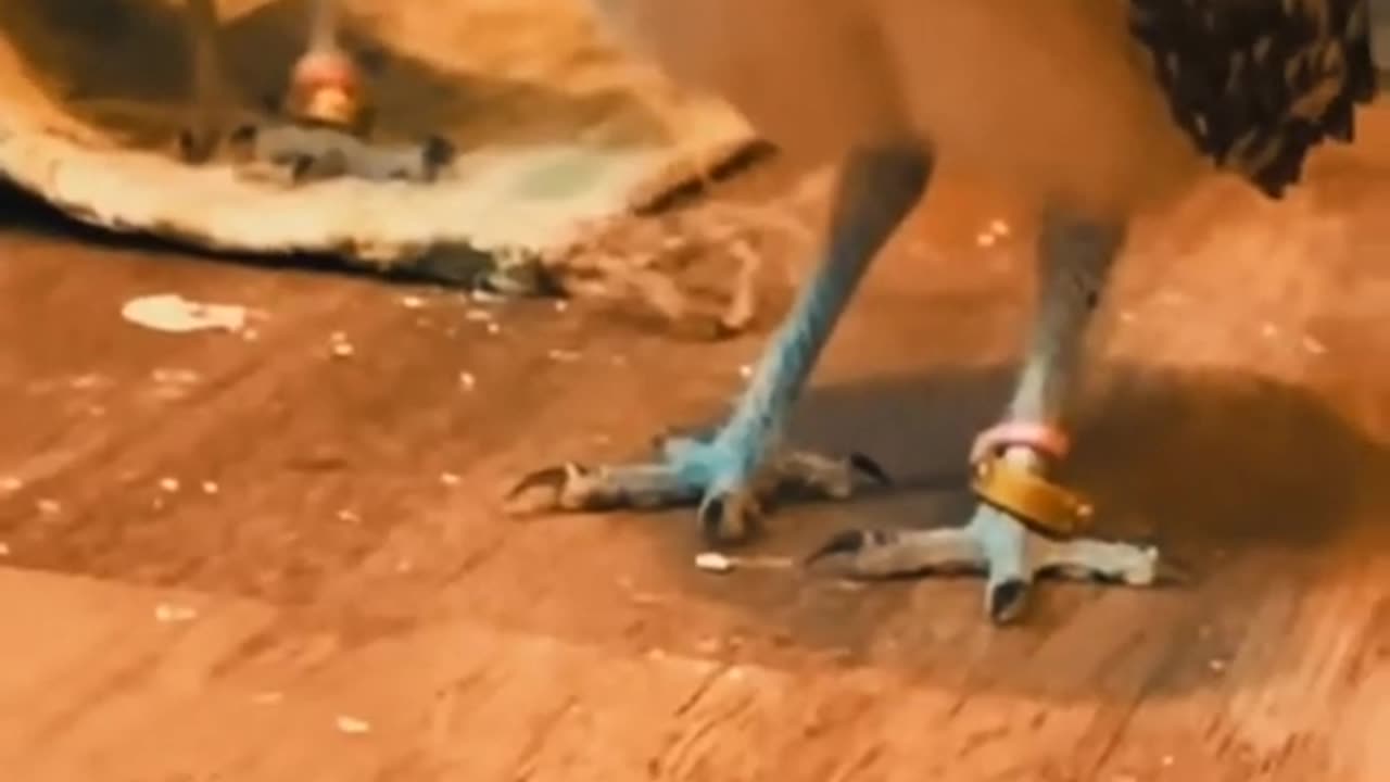 Funniest pet videos 😍😍😍 @FunnyAnimalsgames#viral #trending #russia #funny #philippines #usa #china
