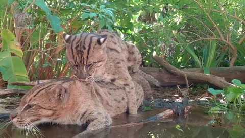 Cat Maiting in the water