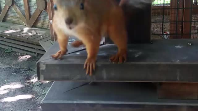 Don't repeat it! Attack! Wild Russian squirrel! A dangerous animal!