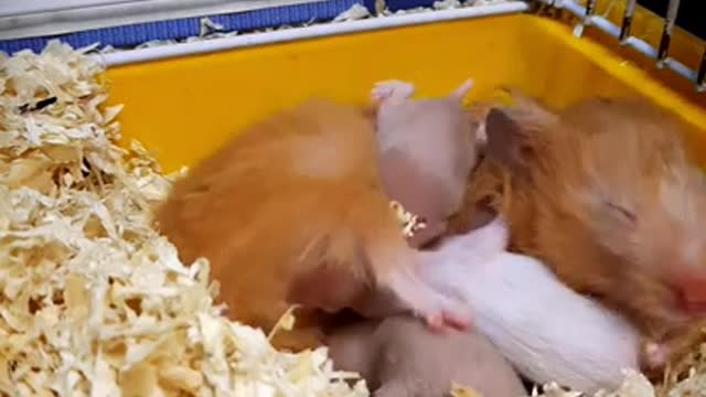 Peanut hamster attacked by her milky babies