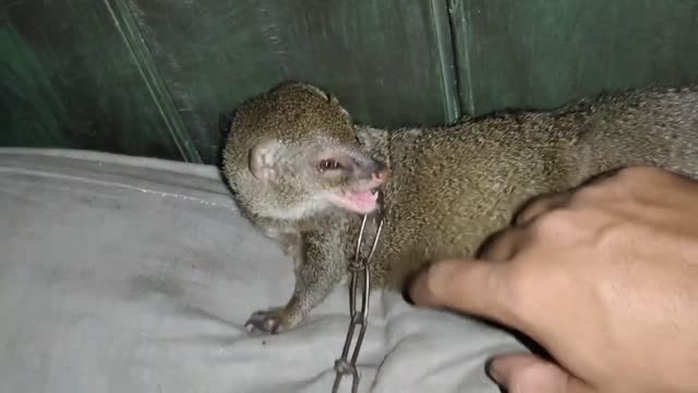 Mongoose playing with owner