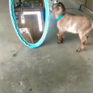 #shorts Funny animals videos, animals funny videos #funnyanimals #animalsfunny #animalshorts