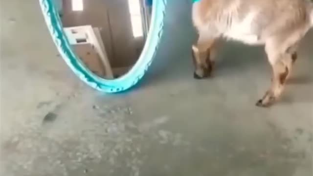 #shorts Funny animals videos, animals funny videos #funnyanimals #animalsfunny #animalshorts