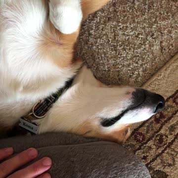 Corgi snoring
