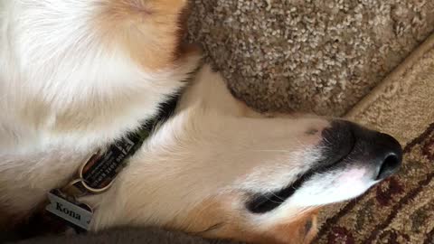 Corgi snoring