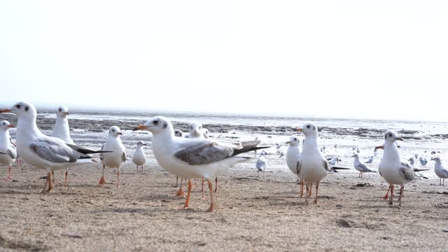 Sea birds vying for food