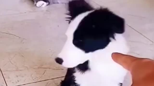 🤣 FUNNY DOGS 🐶 😻 CATS TOP MAGIC SHORTS CUTEST SUPER PETS ANIMALS |TRY NOT TO LAUGH