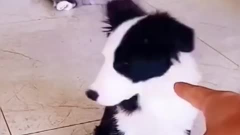 🤣 FUNNY DOGS 🐶 😻 CATS TOP MAGIC SHORTS CUTEST SUPER PETS ANIMALS |TRY NOT TO LAUGH