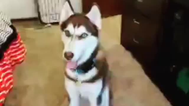 Stubborn Husky Dog Videos 😁😇 Best Funny Animal Videos 2022 😺 Funny Dog Videos 2022 😁