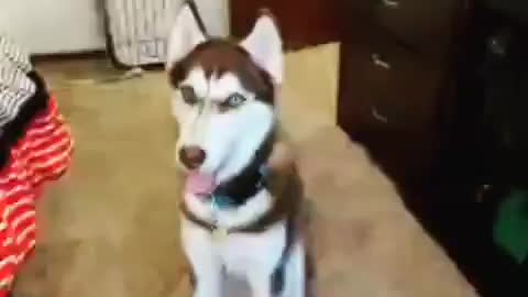 Stubborn Husky Dog Videos 😁😇 Best Funny Animal Videos 2022 😺 Funny Dog Videos 2022 😁