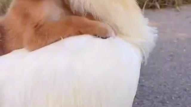 Animal funny video| animal funny tiktok video