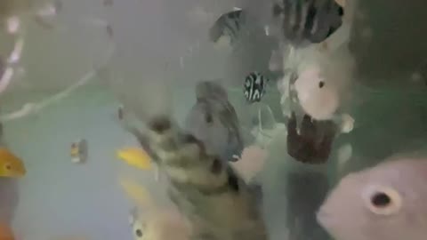 Beautiful little fish