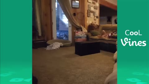 the dog spins like crazy!