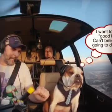 What’s your puppy’s feeling about flying?