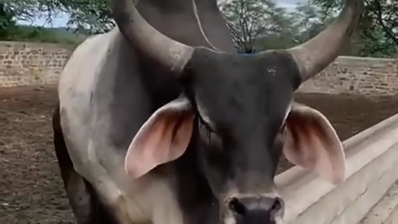 Danger look of Bull | Bull voice