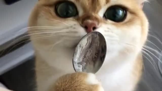 Hungry kitten Love