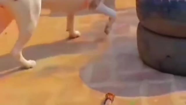 Dog Short Video ll #Short ll puppy Short Video