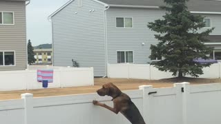 Curious Hound Learns Not to Chase Magpies