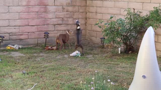 Throwing dogs a pool party