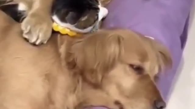 Funny Dog and Cat