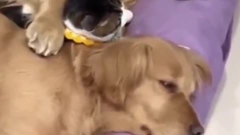 Funny Dog and Cat