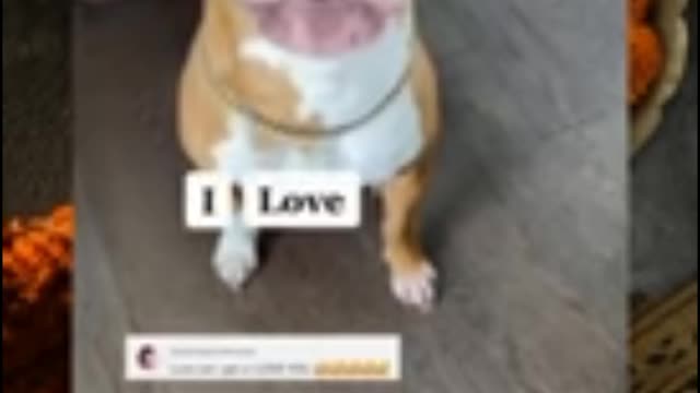 Cute dog Repeat words with her owner