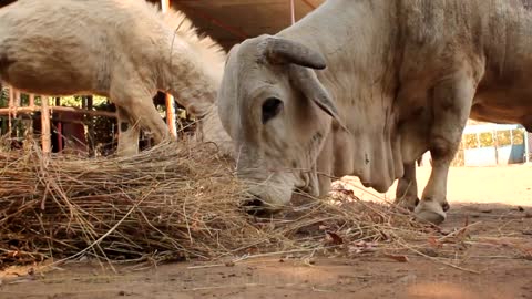 20 kgs (45 pounds) of plastic removed from a bull's stomach