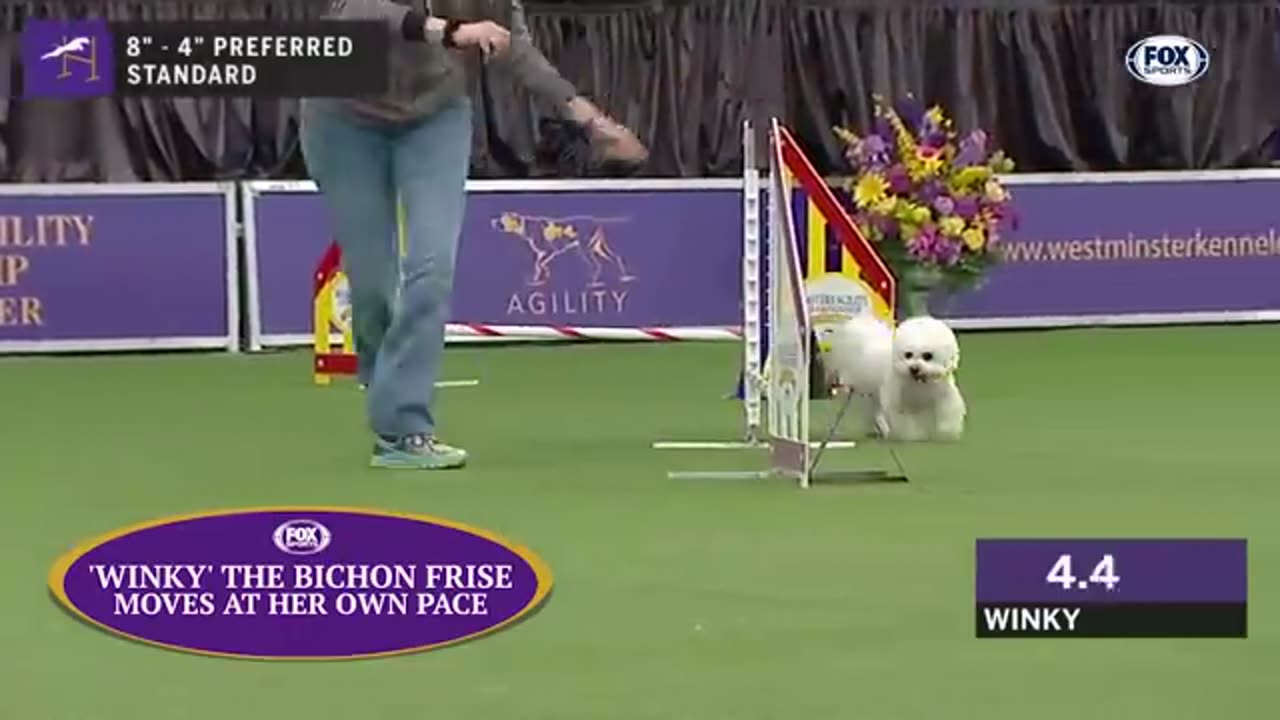 Watch 5 of the best WKC Dog Show moments to celebrate National Puppy Day | FOX SPORTS