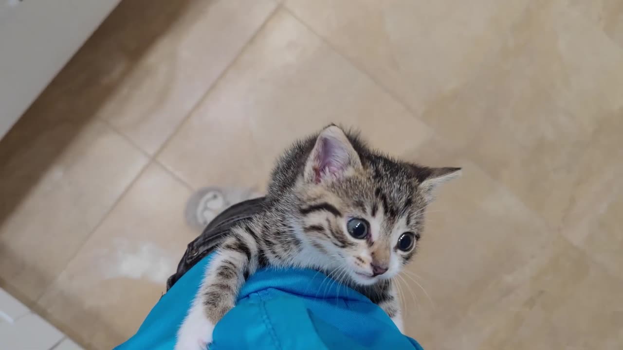 Kitten Wants To Cook With Me !! cute kitten video