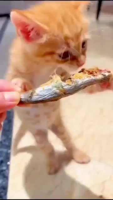 Clumsy Newfie steps on dignified “King Charles” brother