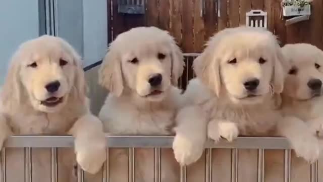 Cute puppies trying to escape from their cage