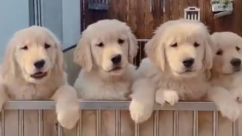 Cute puppies trying to escape from their cage