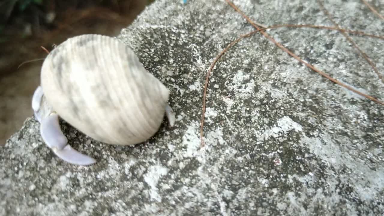 Cute Hermit Crab looking for food part 1