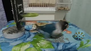 Bird Playing Basketball