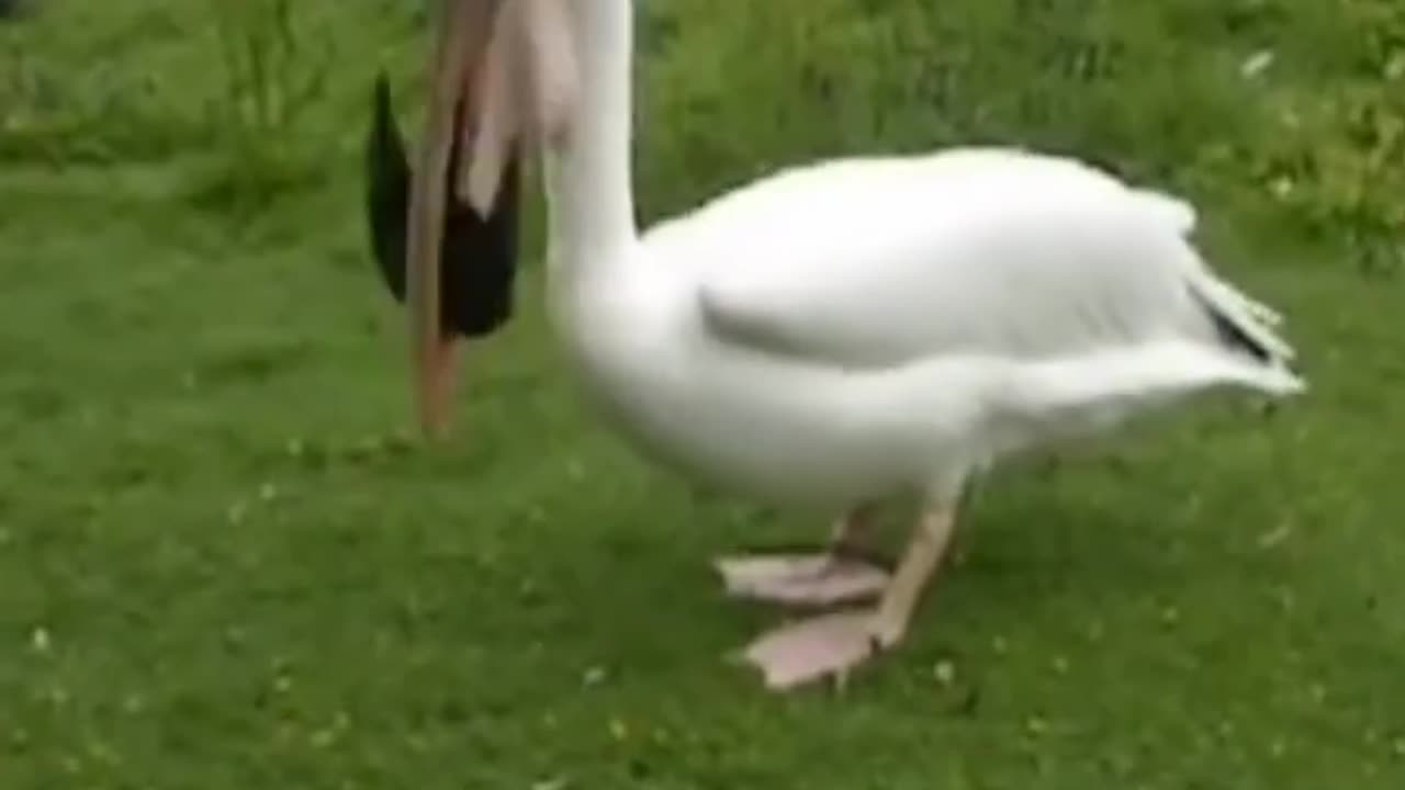 Pelicans🦢A spectacle of Grace and functionality