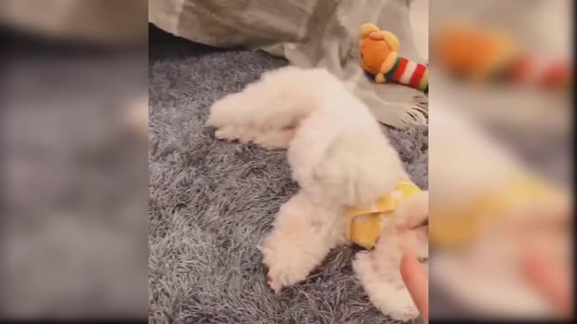 Baby Dogs Cute and Funny Dog Videos Compilation