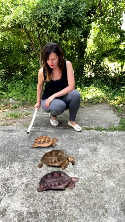 which giant turtle will win 1, 2 or 3 Funny #shorts by NOODINA