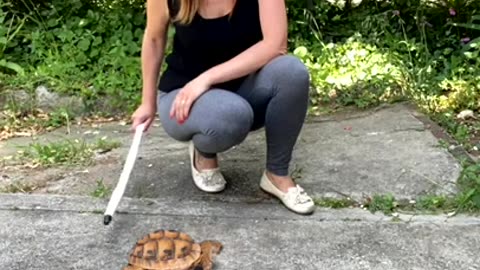 which giant turtle will win 1, 2 or 3 Funny #shorts by NOODINA