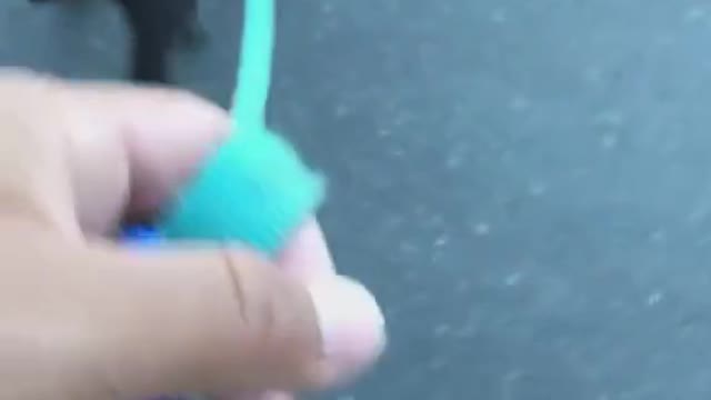 Walking dog with dancing posture, what kind of dancing