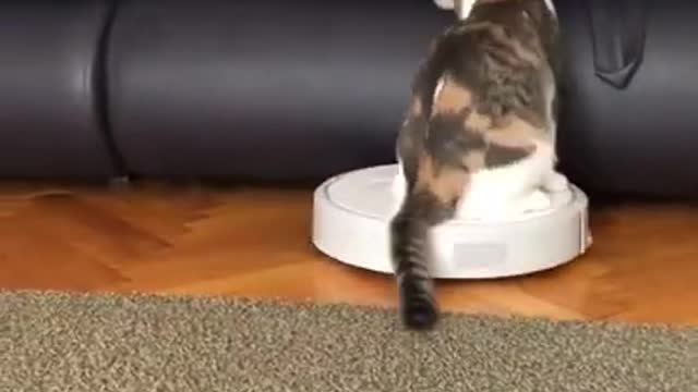 Funny Cat Scares Of Ordinary Things - Cute And Funny Cat Reactions