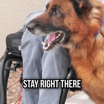 Cole Takes a Bite From a German Shepherd Protection Dog