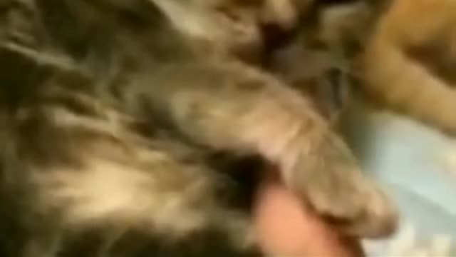 Funny Kitten Video, Kitten Meowing.