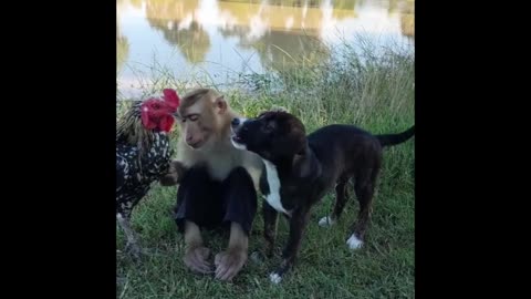 Monkey and hens playing