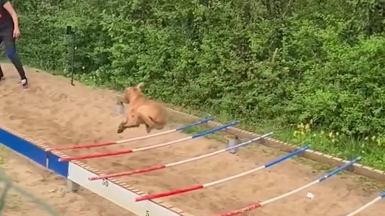 Bulldog Sets Record for the Longest Jump | Incredible Dog Performance!"