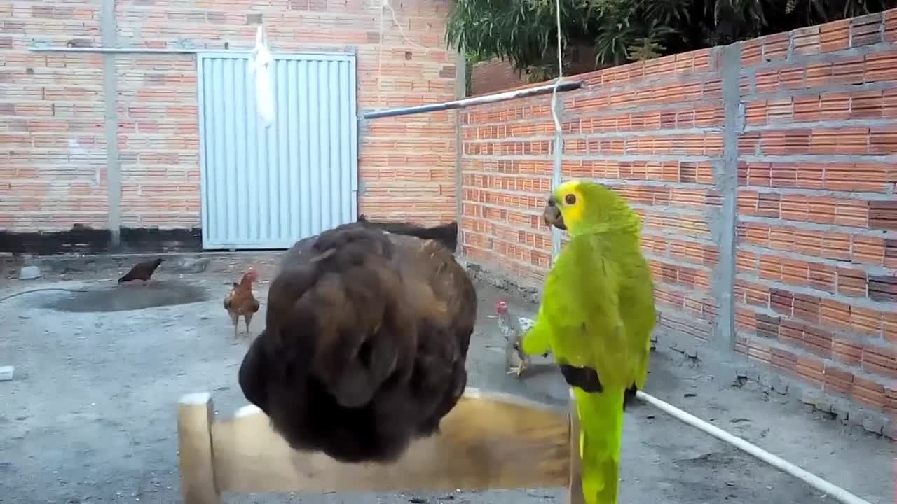 Stallion parrot, taking off a chicken seal, smart!