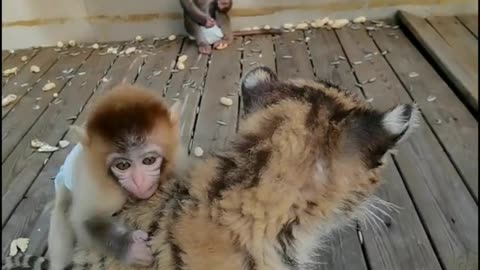 Baboon riding a little tiger