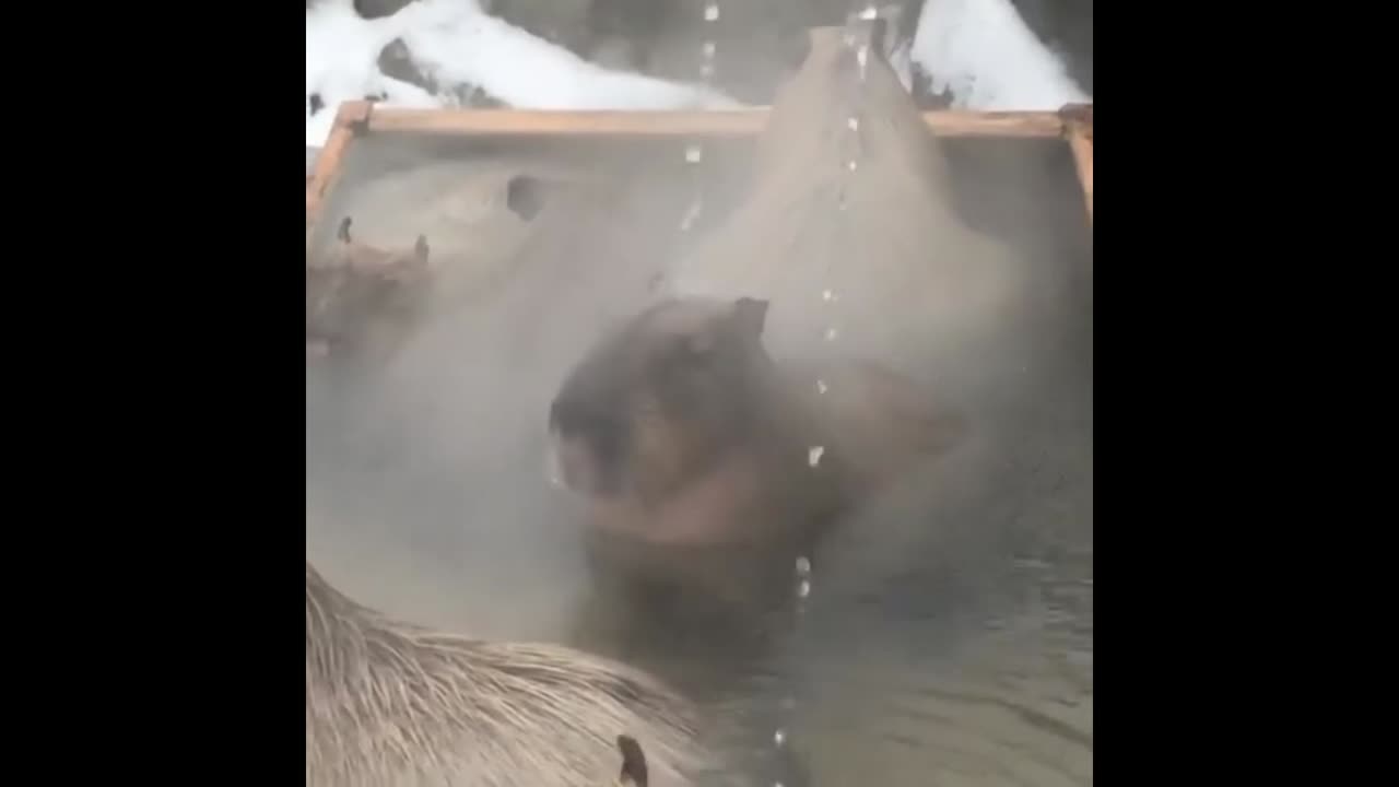 Capybaras enjoy a relaxing soak in perfect contentment