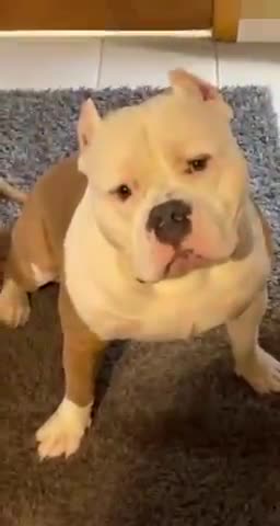 Dog begs mom for cookie from cookie jar